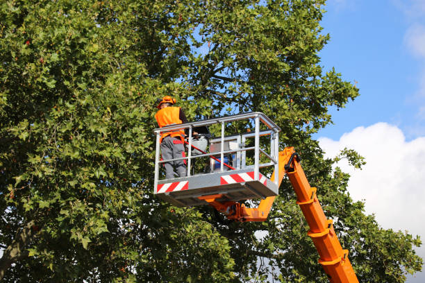 Best Tree Disease Treatment  in Chewelah, WA